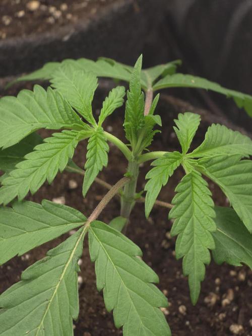 Buds instead of Bullets! AK-47 XL Divine. Week 2
