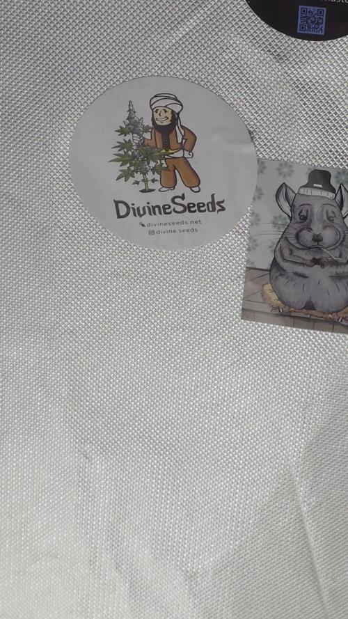 Buds instead of Bullets! AK-47 XL Divine