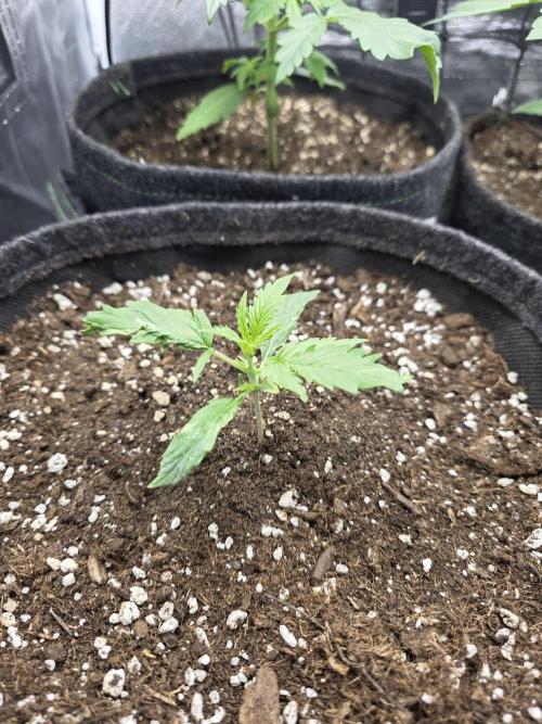 White Widow Auto 🕷️  Divine Seeds. Week 1