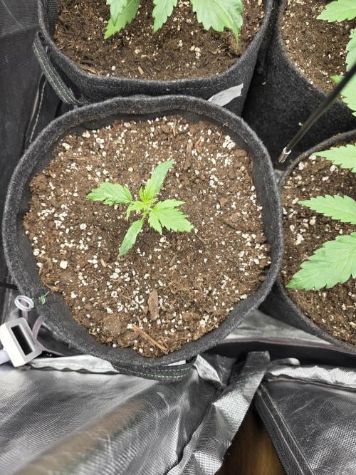 White Widow Auto 🕷️  Divine Seeds. Week 1