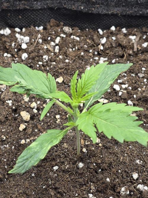 White Widow Auto 🕷️  Divine Seeds. Week 1