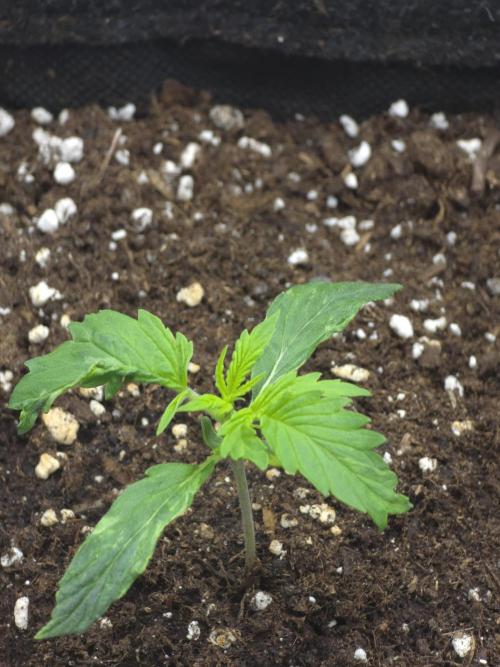White Widow Auto 🕷️  Divine Seeds. Week 1