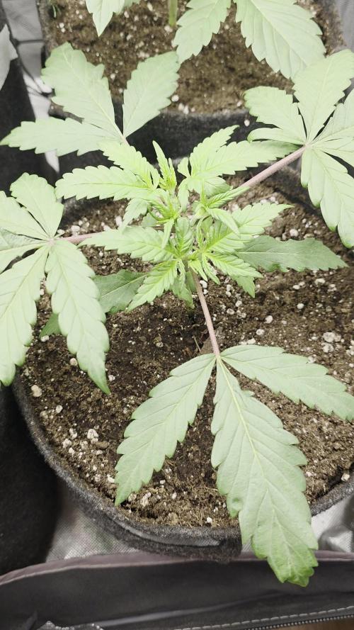 Buds instead of Bullets! AK-47 XL Divine