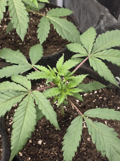 Buds instead of Bullets! AK-47 XL Divine. Week 3