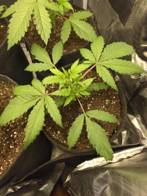 Buds instead of Bullets! AK-47 XL Divine. Week 3