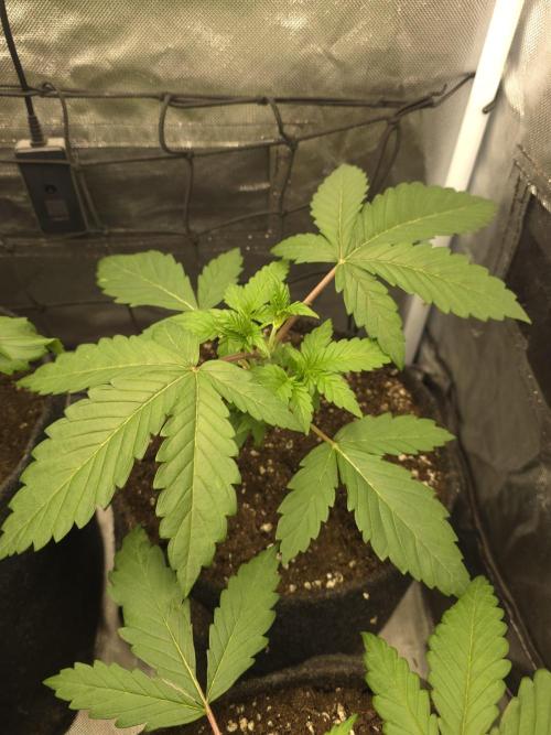 The Big Bang 💥 Divine Seeds 🇨🇦. Week 3