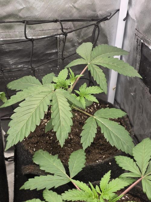 The Big Bang 💥 Divine Seeds 🇨🇦. Week 3