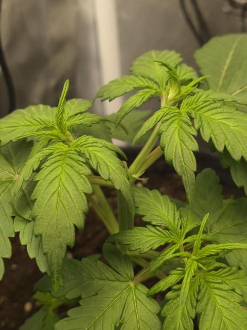 Gorilla Z Auto 🦍 🌈 Outdoor. Week 3