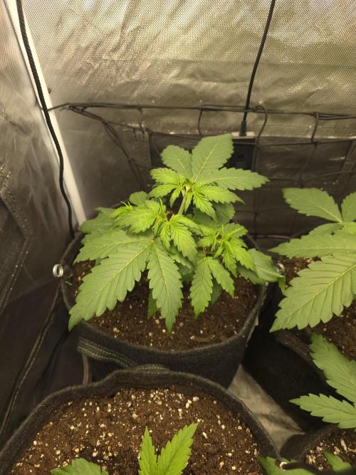 Gorilla Z Auto 🦍 🌈 Outdoor. Week 3