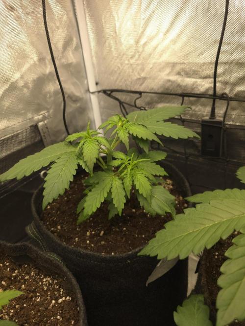 Gorilla Z Auto 🦍 🌈 Outdoor. Week 3