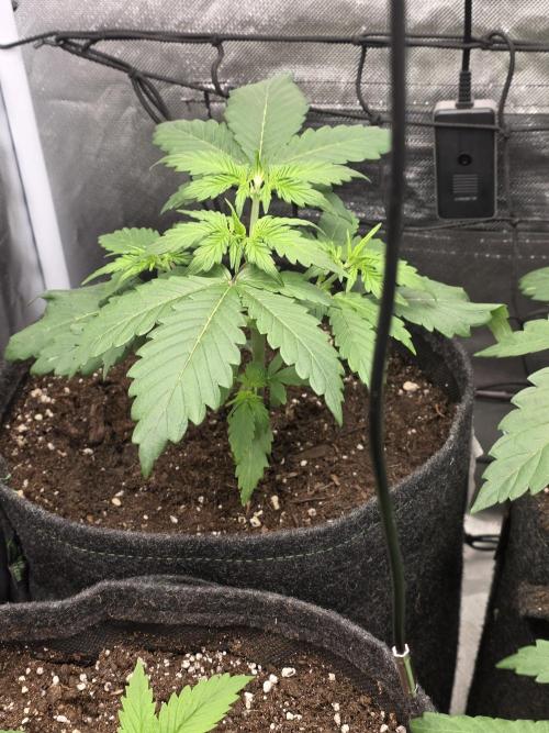 Gorilla Z Auto 🦍 🌈 Outdoor. Week 3