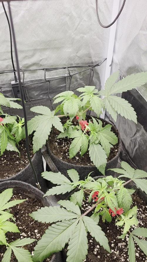 The Big Bang 💥 Divine Seeds 🇨🇦