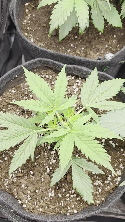 White Widow Auto 🕷️  Divine Seeds