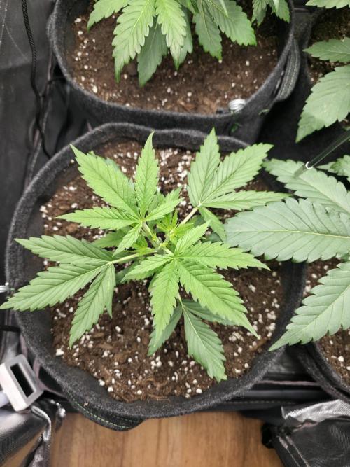 White Widow Auto 🕷️  Divine Seeds. Week 2