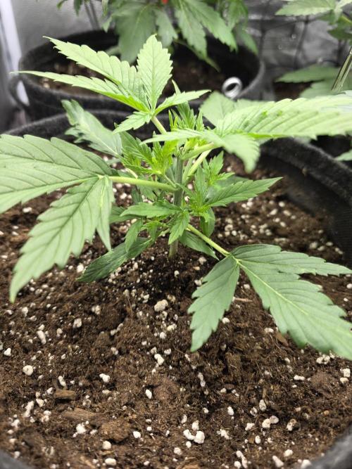 White Widow Auto 🕷️  Divine Seeds. Week 2
