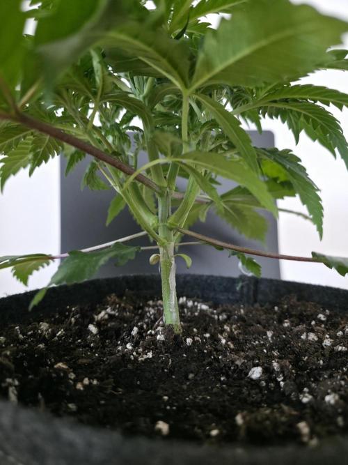 Buds instead of Bullets! AK-47 XL Divine. Week 4