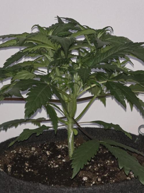 Buds instead of Bullets! AK-47 XL Divine. Week 4