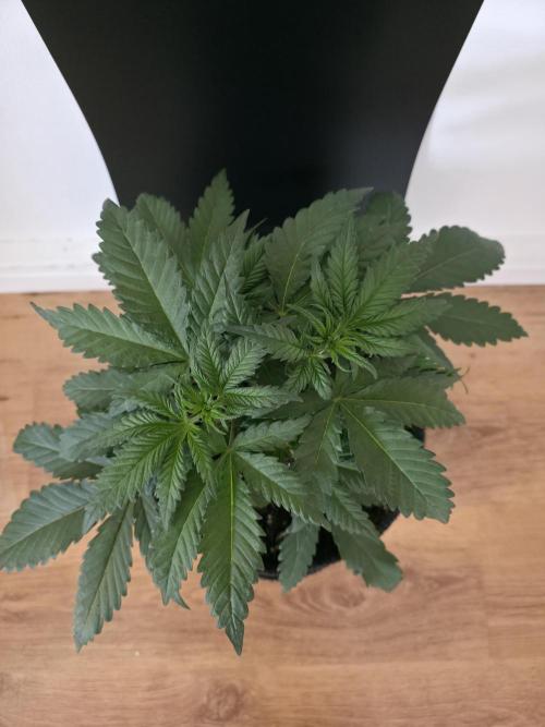 Buds instead of Bullets! AK-47 XL Divine. Week 4