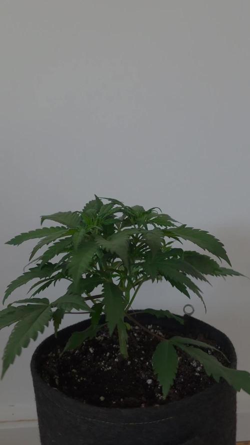 Buds instead of Bullets! AK-47 XL Divine