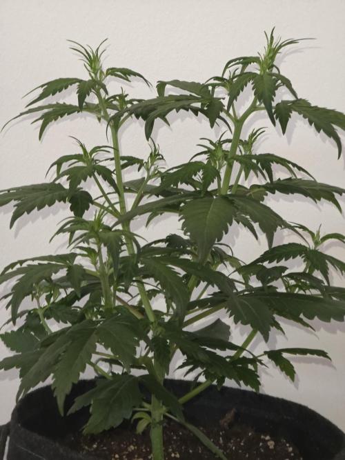 Gorilla Z Auto 🦍 🌈 Outdoor. Week 4
