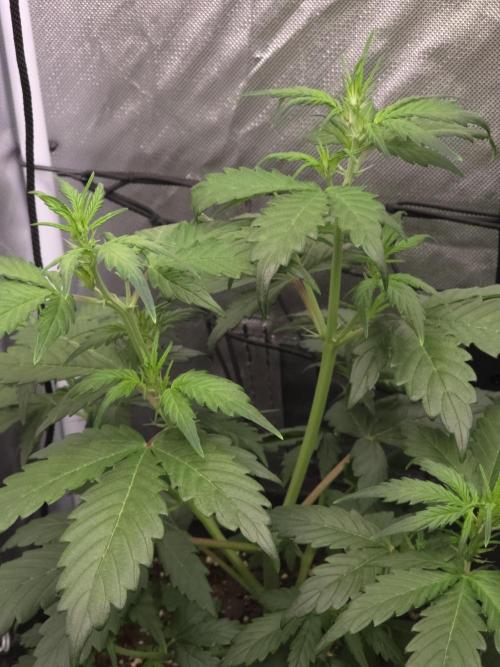 Gorilla Z Auto 🦍 🌈 Outdoor. Week 4