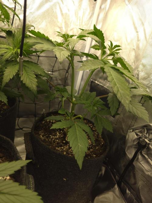 The Big Bang 💥 Divine Seeds 🇨🇦. Week 4