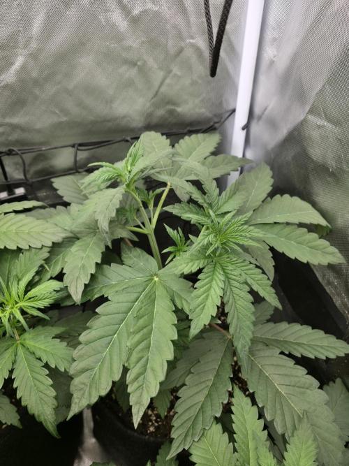 The Big Bang 💥 Divine Seeds 🇨🇦. Week 4