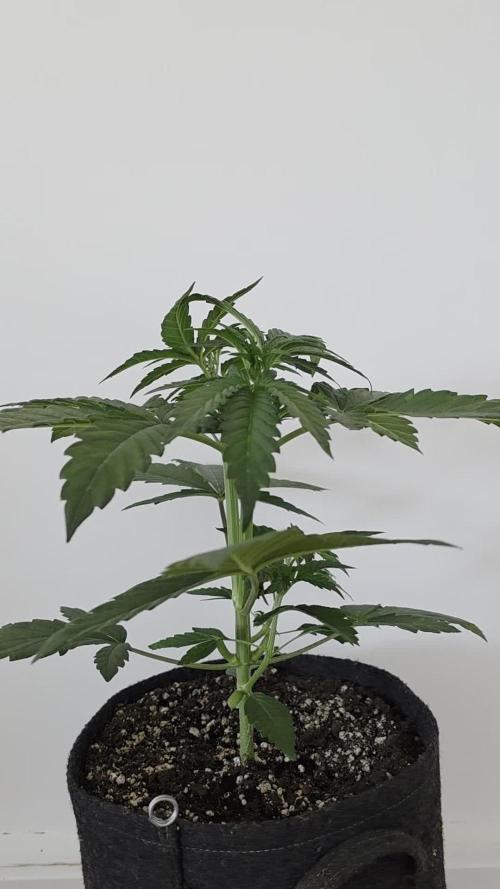 Pure Tent Lite 60x60x160. Week 4