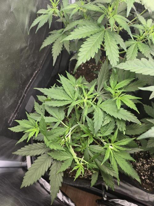 White Widow Auto 🕷️  Divine Seeds. Week 3
