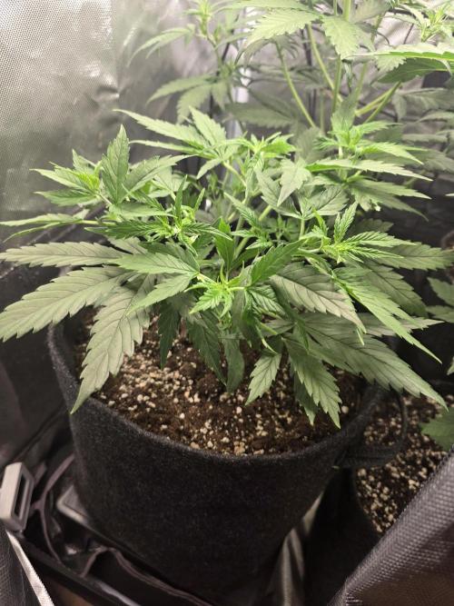 White Widow Auto 🕷️  Divine Seeds. Week 3