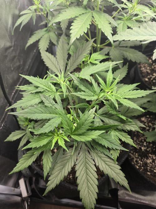 White Widow Auto 🕷️  Divine Seeds. Week 3