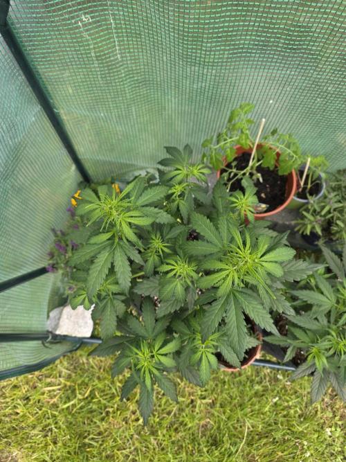 Gorilla Z Auto 🦍 🌈 Outdoor. Week 5