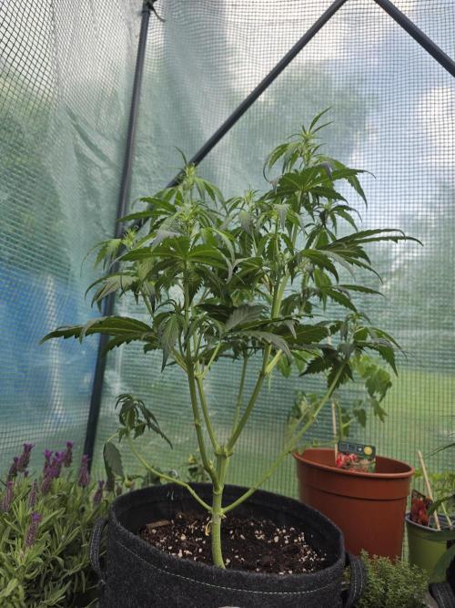 Gorilla Z Auto 🦍 🌈 Outdoor. Week 5