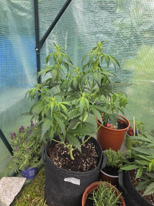 Gorilla Z Auto 🦍 🌈 Outdoor. Week 5