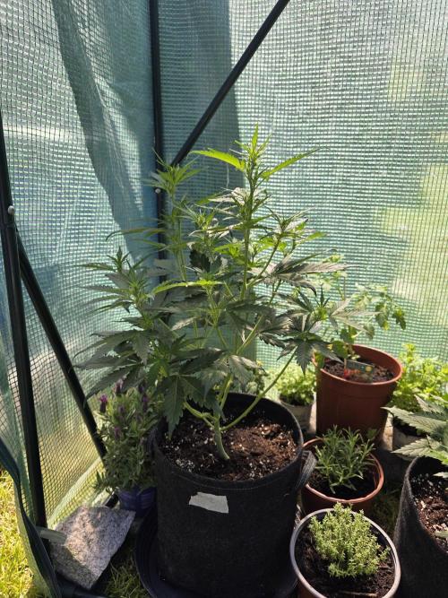 Gorilla Z Auto 🦍 🌈 Outdoor. Week 5
