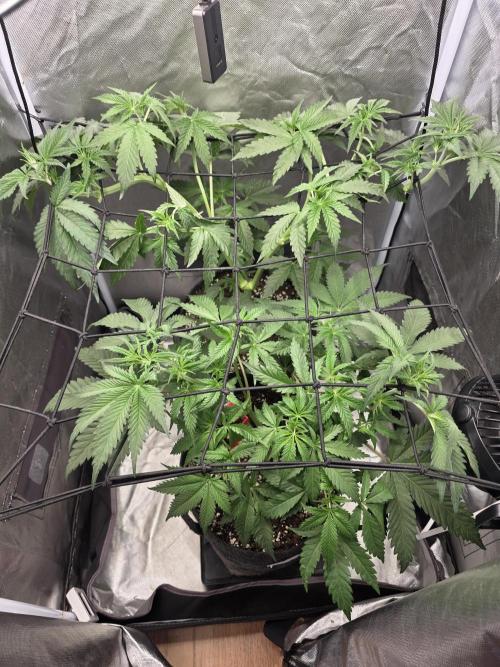 Buds instead of Bullets! AK-47 XL Divine. Week 5