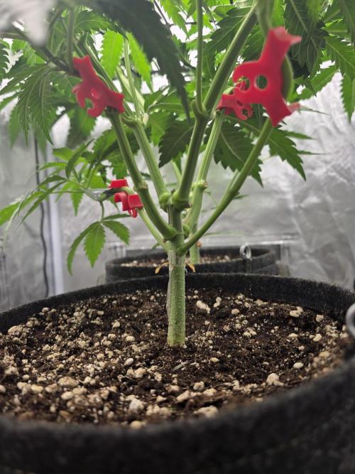 Buds instead of Bullets! AK-47 XL Divine. Week 5