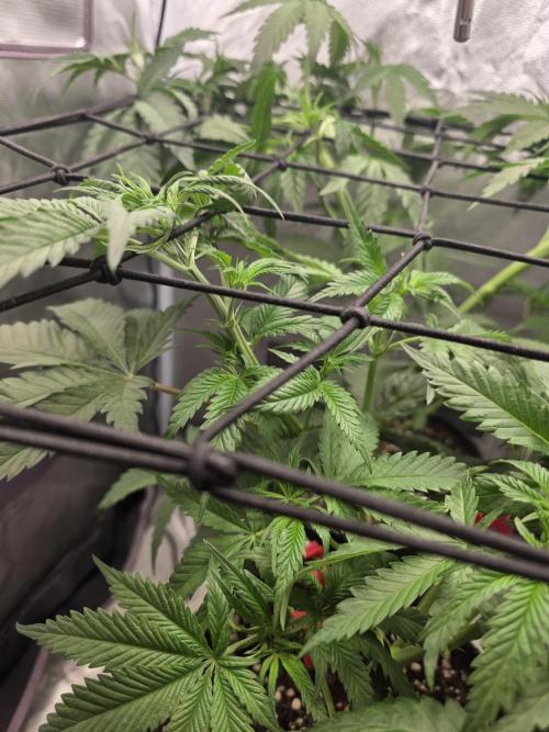 Buds instead of Bullets! AK-47 XL Divine. Week 5