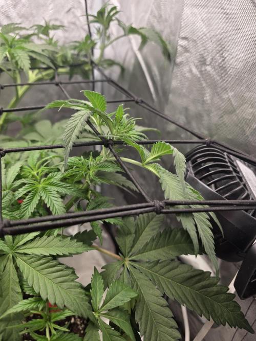 Buds instead of Bullets! AK-47 XL Divine. Week 5