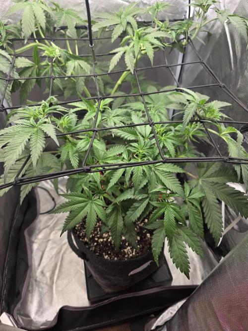 Buds instead of Bullets! AK-47 XL Divine. Week 5