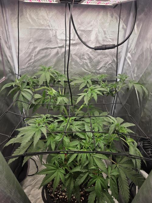 The Big Bang 💥 Divine Seeds 🇨🇦. Week 5