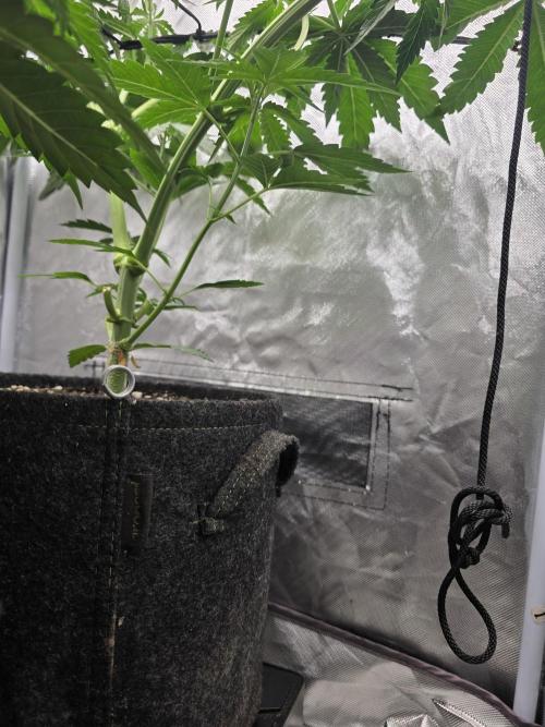 The Big Bang 💥 Divine Seeds 🇨🇦. Week 5