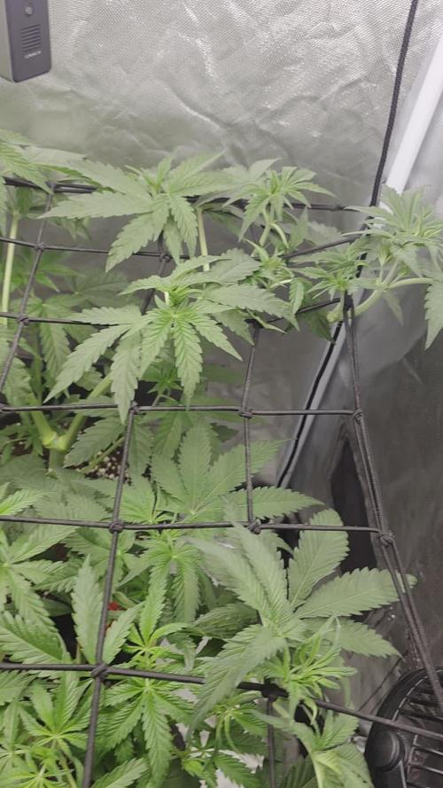 Pure Tent Lite 60x60x160. Week 5