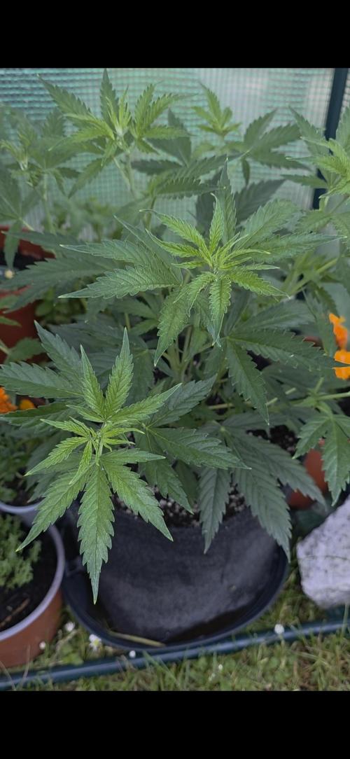 White Widow Auto š·ļø Divine Seeds. Week 4