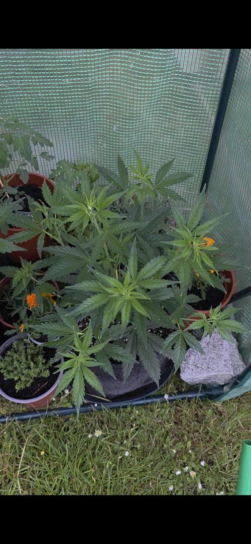 White Widow Auto š·ļø Divine Seeds. Week 4