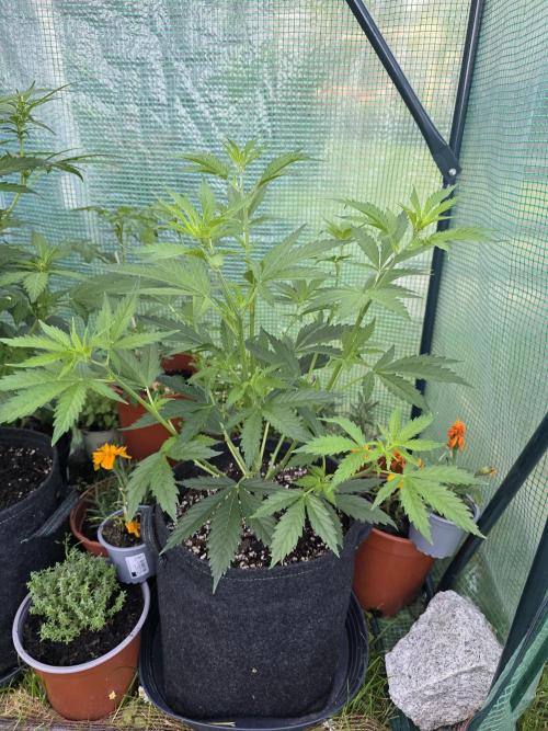 White Widow Auto š·ļø Divine Seeds. Week 4