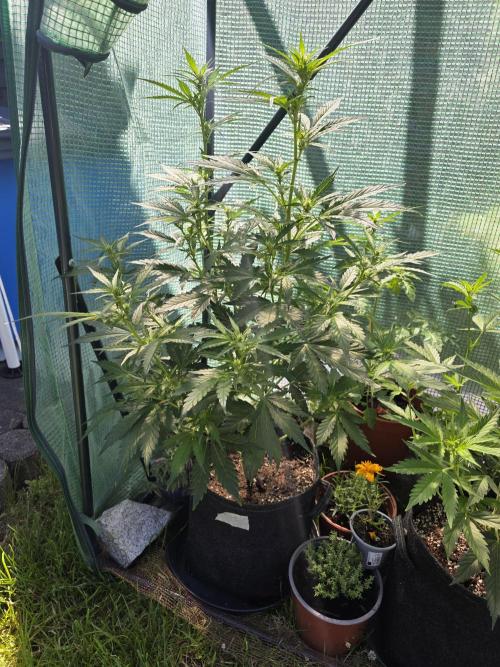 Gorilla Z Auto 🦍 🌈 Outdoor. Week 6