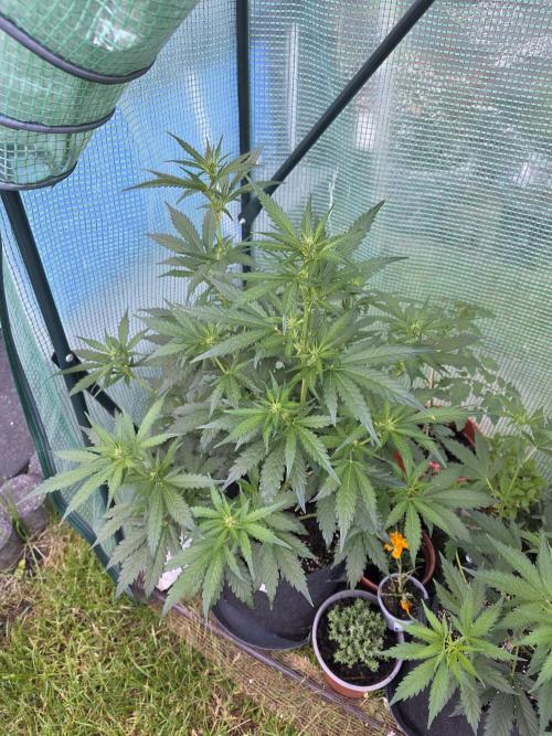 Gorilla Z Auto 🦍 🌈 Outdoor. Week 6