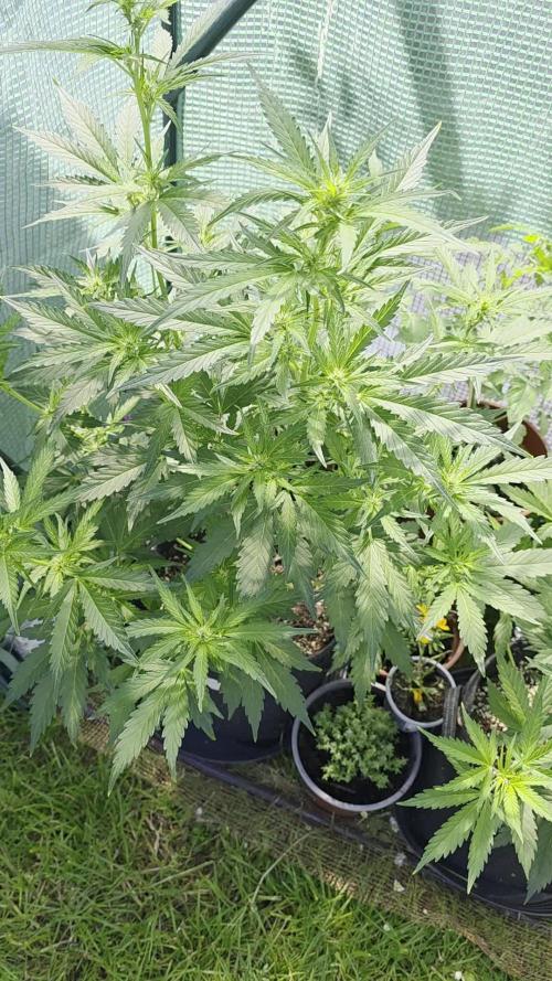 Gorilla Z Auto 🦍 🌈 Outdoor