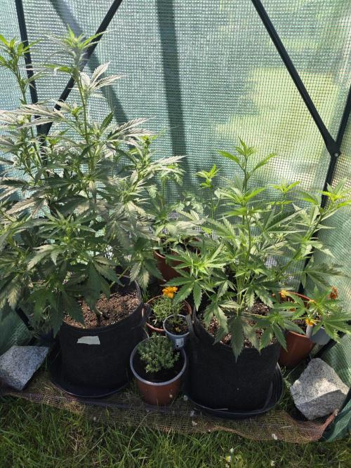 Gorilla Z Auto 🦍 🌈 Outdoor. Week 6